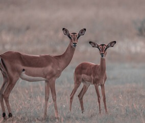 impala antelope and her calf in Kruger National Park