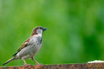 Cock sparrow perched on a rusted iron bar