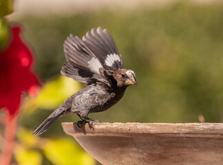 Thick-billed weaver taking off.