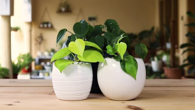 Philodendron neon lime green and variegated brazil plant in white decorative flowerpots
