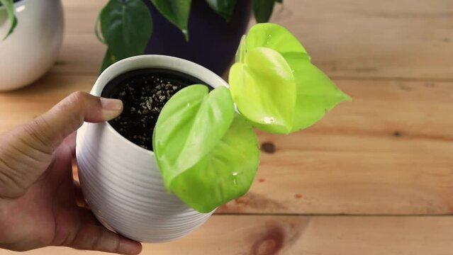 The lime green leaves of a heart-leaf philodendron plant in a white ceramic flowerpot.