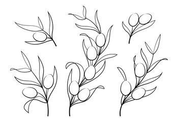 Olive branches hand drawn illustration
