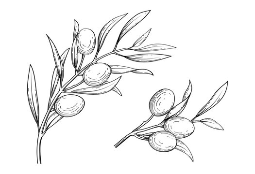 Olive vector sketch illustration. Hand drawn style artwork. For olive oil label, packaging, poster, mediterranean design, or art print.