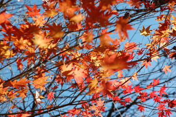 紅葉したもみじ