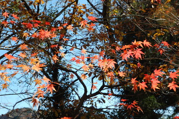 紅葉したもみじ