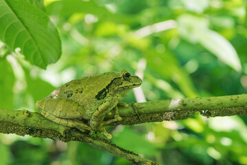 Frog resting in a branch in the forest