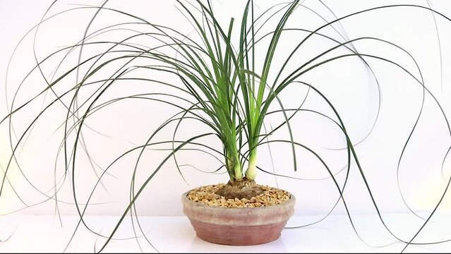 Beaucarnea recurvata ponytail palm isolated on white background