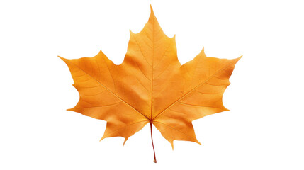 maple leaf autumn on the transparent background