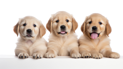 puppies on the white background