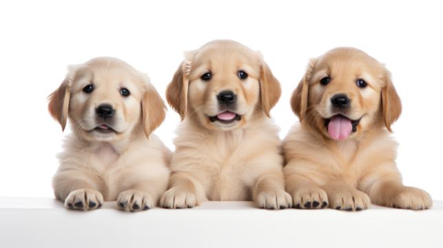 puppies on the white background
