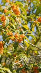 金木犀(キンモクセイ)の花