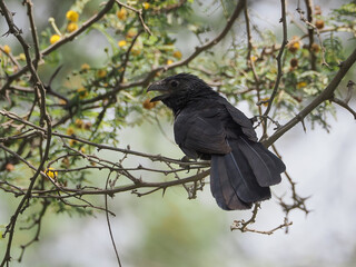 A photograph of a blackbird. Crotophaga Sulcirostris	