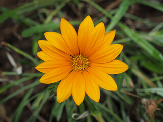 Orange gazania flower