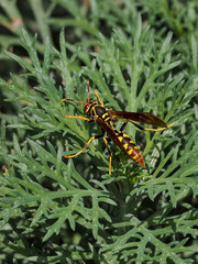 Photograph of a wasp on plants