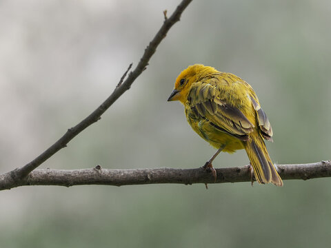Photograph of a yellow canary in nature. Crithagra flaviventris