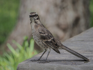 Long tailed Mockingbird in nature