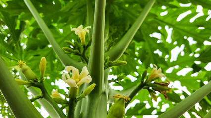 The papaya tree, with its vibrant and fragrant blossoms, is in the process of reaching full bloom, and the delicious papayas it will soon bear are nearly ripe, exuding a tantalizing aroma. - obrazy, fototapety, plakaty