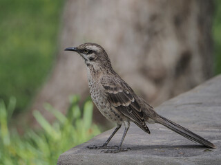 Long tailed Mockingbird in nature