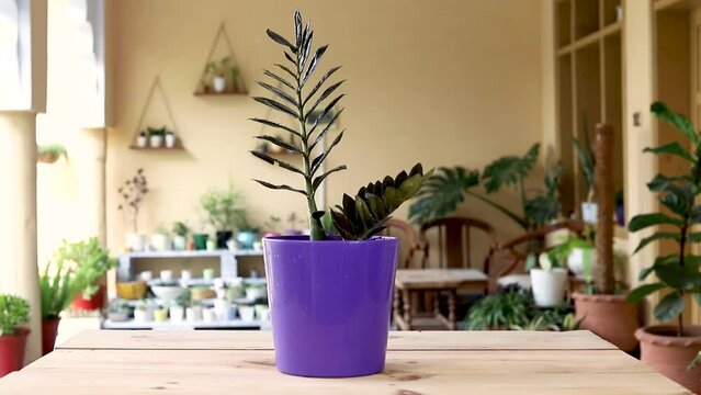 Black Zamioculcas Zamiifolia potted plant