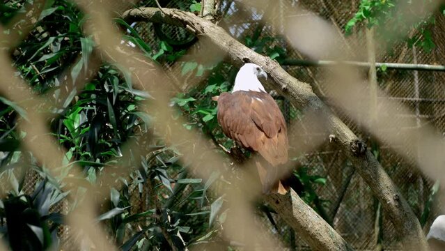 Eagles, Eagles that live in captivity or parks can be done to avoid the extinction of certain species.