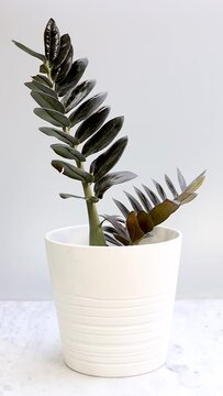 Zamioculcas zamifolia black plant in ceramic pot