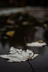 vertical photo. A leaf that fell from a tree lies in a puddle after the rain. wallpaper for your phone