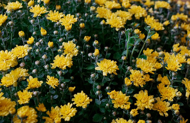 Obraz premium Background photo of yellow Chrysanthemums flower bed