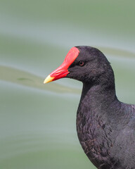 A common moorhen (Gallinula chloropus) in the lake