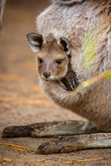 Obraz premium Joey Kangaroo
