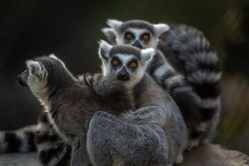 Ring-Tail Lemur Family © Gerald Geronimo