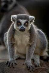 Ring-Tailed Lemur