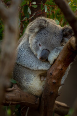 Sleeping Koala