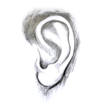 Hand illustration ear. isolated on white background