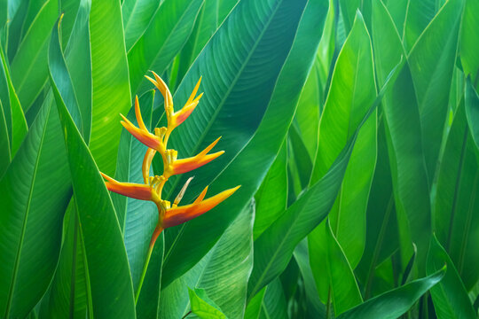 A parrots beak heliconia (heliconia psittacorum). Heliconia psittacorum or Heliconia Golden Torch or False Bird of Paradise Flower. Beautiful Exotic tropical flowers in garden with leaves background.