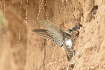 nourrissage © wojciech nowak