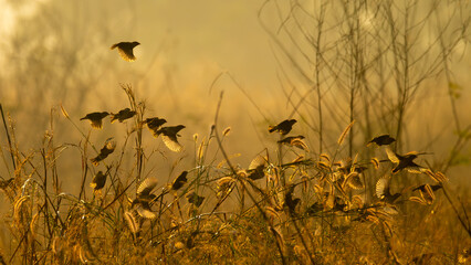 A flock of Baya Weaver flying off with amber morning sunlight