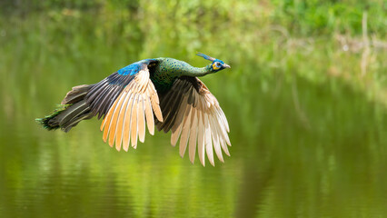 Green peafowl flying above water