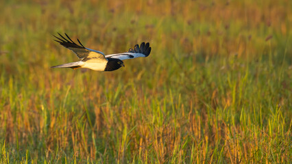 Pied Harrier gliding above the grassland
