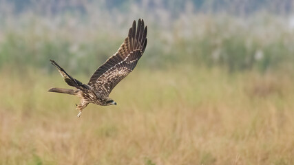 Black-eared Kite swooping down to catch its prey