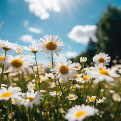 A summer meadow filled with Daisies. 