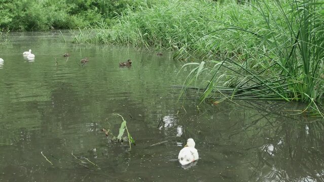 a group of common and white wild mallard ducks in a summer pond