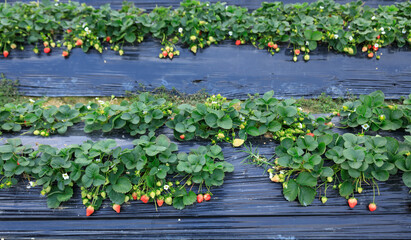 Fototapeta na wymiar Strawberry fruits in growth in garden