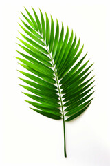 Green leaf is shown against white background with shadow.