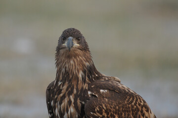 portrait de pygargue