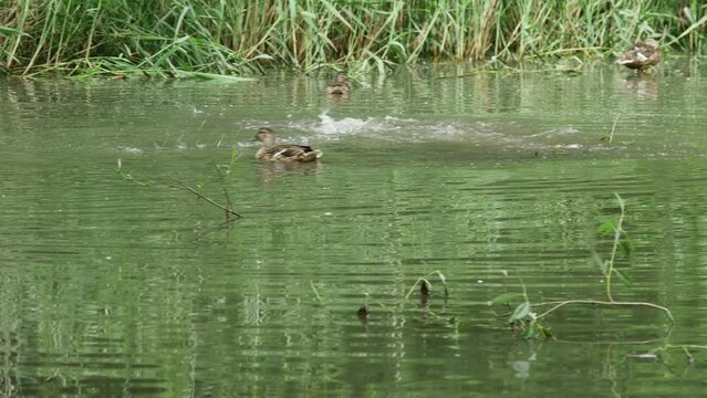 wild ducks swim in a beautiful pond