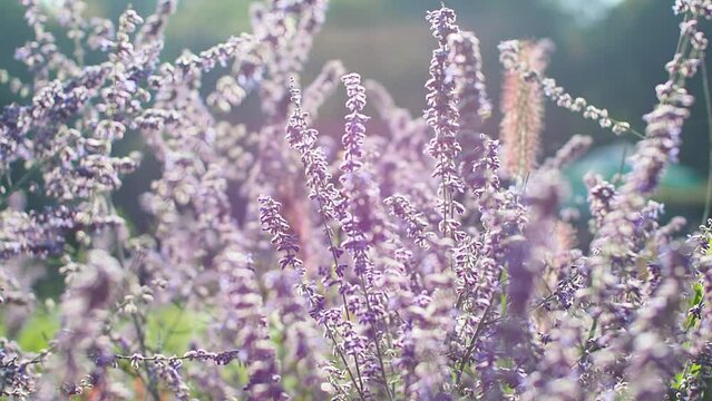 Selective focus violet spire flower in the garden with sunlight, Salvia yangii or Perovskia atriplicifolia. Nature floral pattern background. Fully blossomed shrub of salvia flower in flowerbed garden