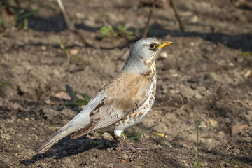 Fieldfare standing on the ground