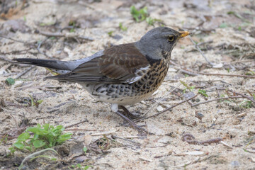 Fieldfare on the grass