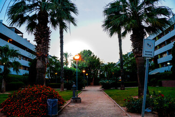 Tropical Urban Oasis at Twilight with Palm Trees
