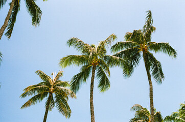 palm tree on blue sky background